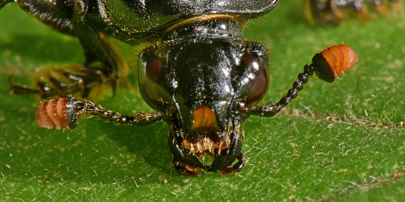 Silphidae: Nicrophorus interruptus